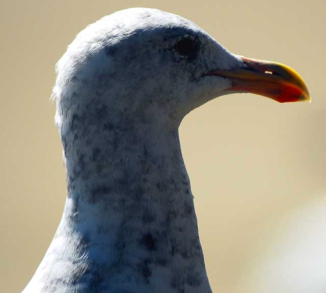 Seagull, Malibu