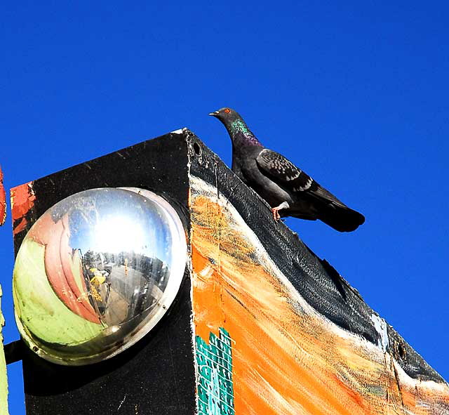 Pigeon with red eye on painted wall, Melrose Avenue