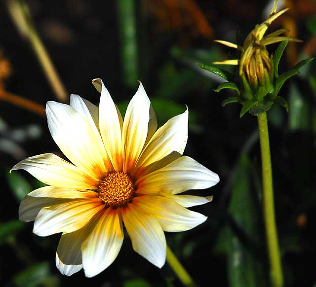 Bloom in the gardens of Crossroads of the World, Sunset Boulevard at Cherokee, Hollywood, Saturday, November 8, 2008  