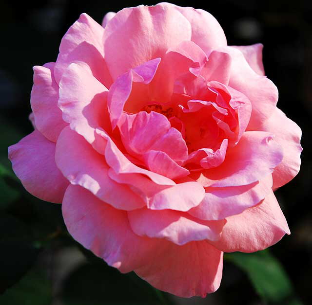 Pink Rose