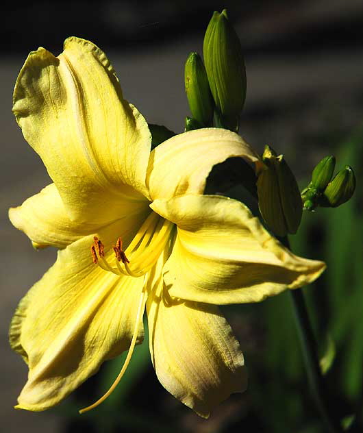 Bloom in the gardens of Crossroads of the World, Sunset Boulevard at Cherokee, Hollywood, Saturday, November 8, 2008  