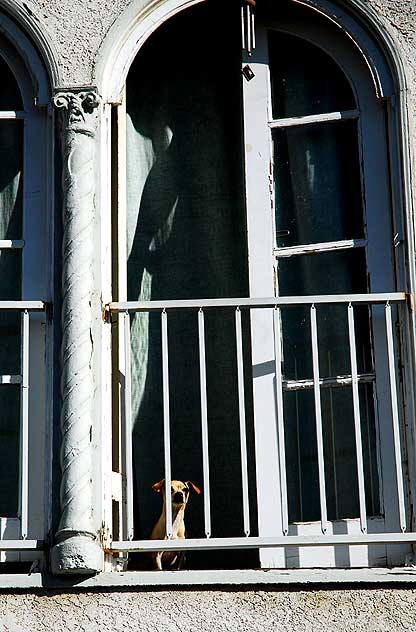 Tiny Dog in White Window