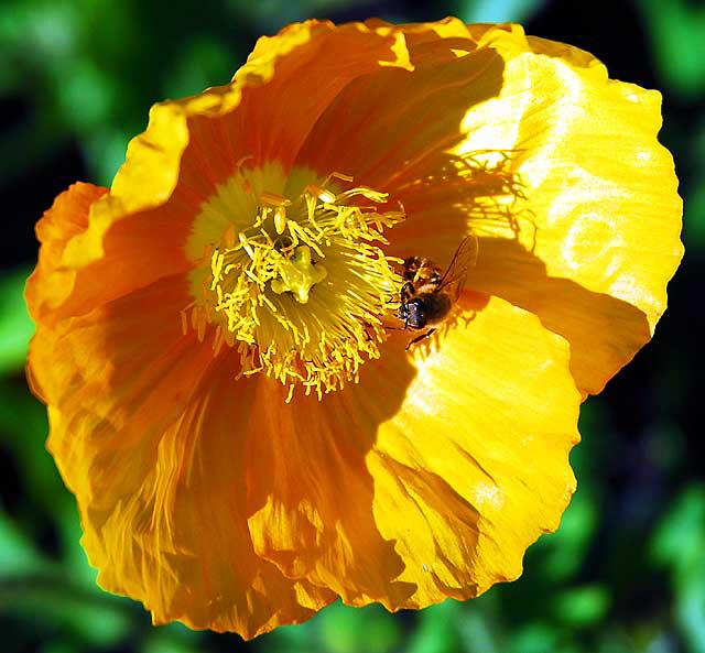 California poppy (Eschscholzia californica)