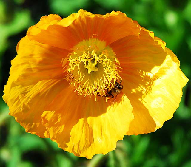 California poppy (Eschscholzia californica)