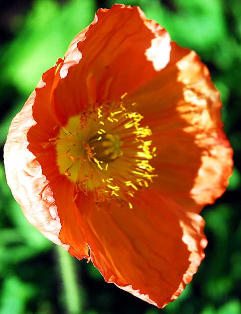 California poppy (Eschscholzia californica)