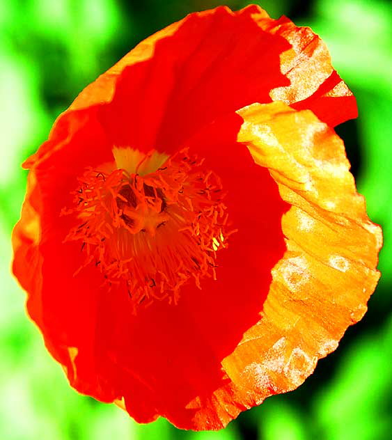 California poppy (Eschscholzia californica)