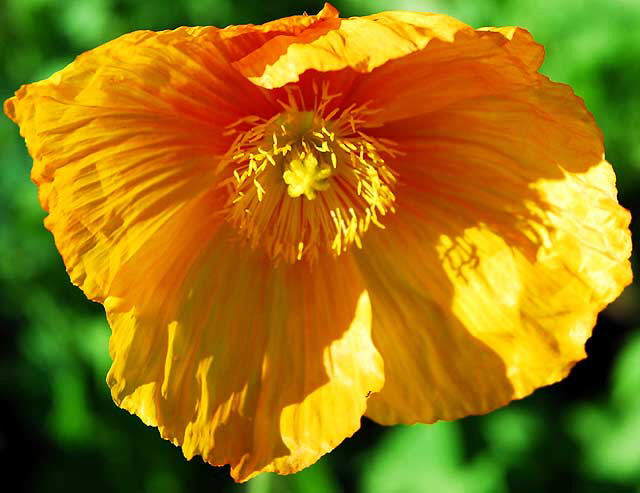 California poppy (Eschscholzia californica)