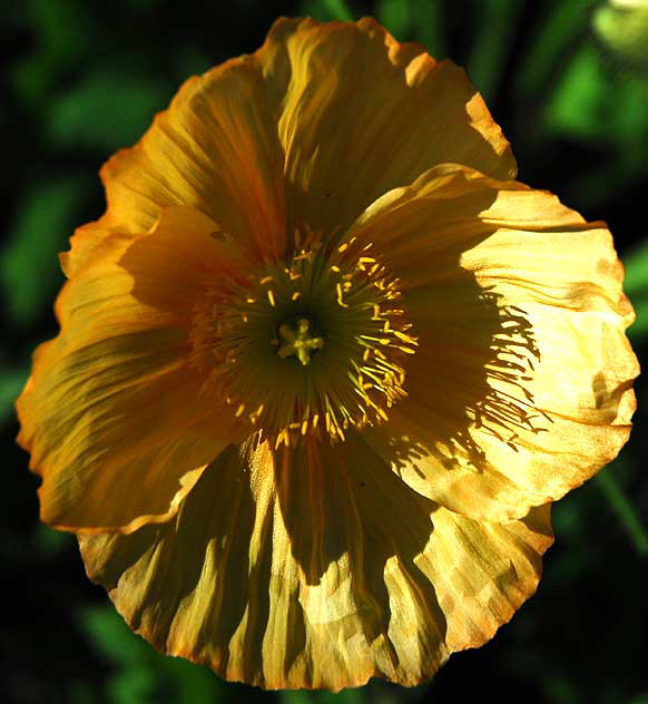 California poppy (Eschscholzia californica)