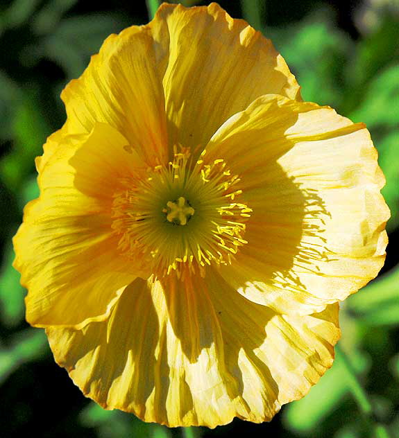 California poppy (Eschscholzia californica)