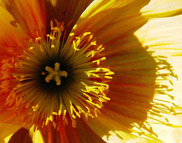 California poppy (Eschscholzia californica)