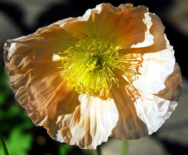 California poppy (Eschscholzia californica)