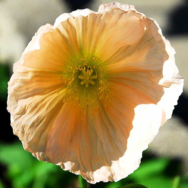 California poppy (Eschscholzia californica)