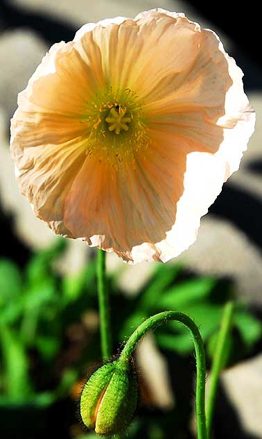 California poppy (Eschscholzia californica)