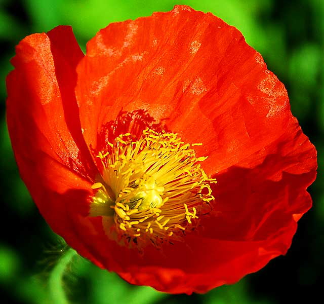 California poppy (Eschscholzia californica)
