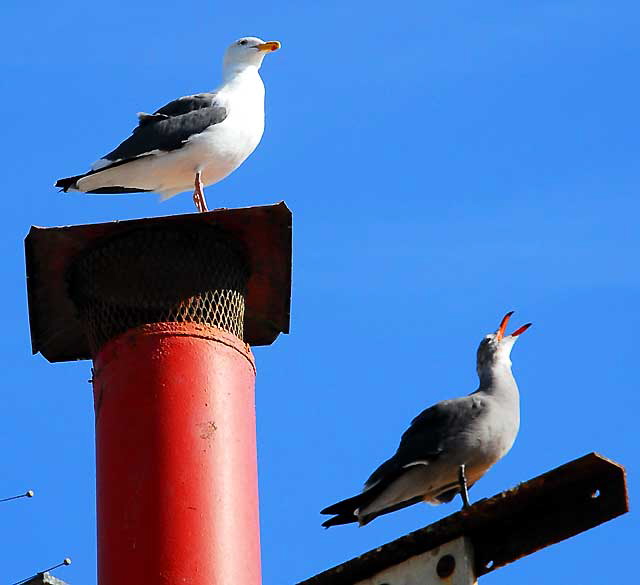 Two gulls on Oceanfront Walk, Venice Beach