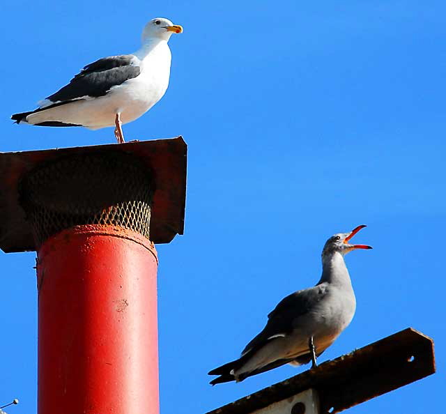 Two gulls on Oceanfront Walk, Venice Beach