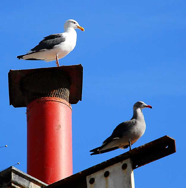 Two gulls on Oceanfront Walk, Venice Beach