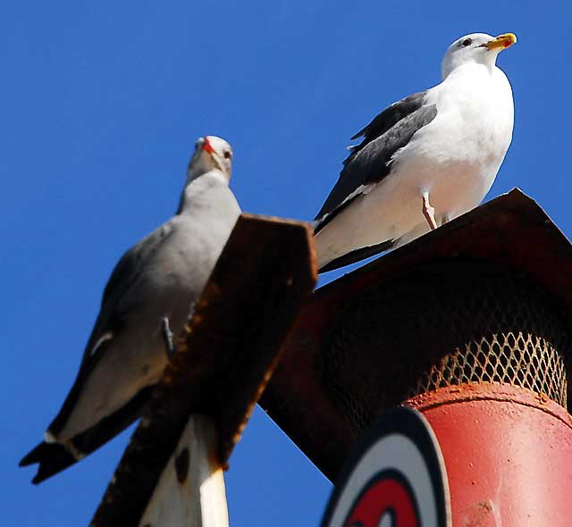 Two gulls on Oceanfront Walk, Venice Beach