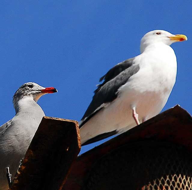 Two gulls on Oceanfront Walk, Venice Beach