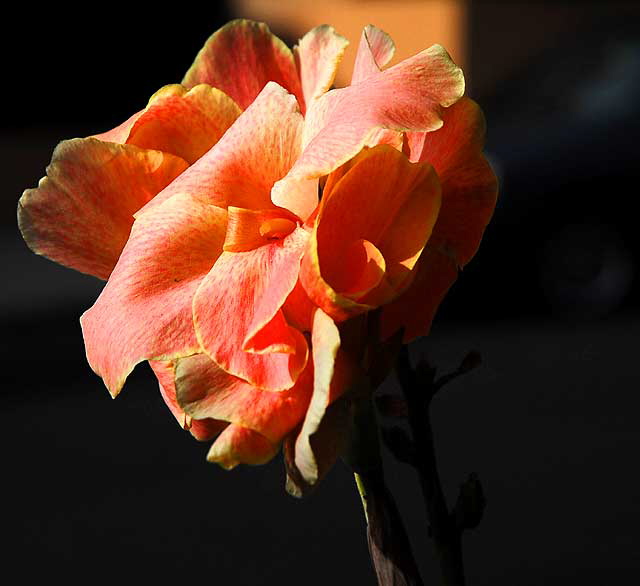 Canna Lily - Saturday, November 22, 2008 