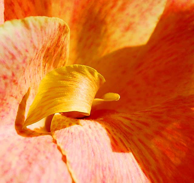 Canna Lily - Saturday, November 22, 2008 