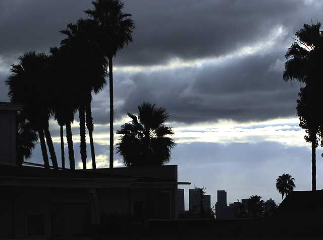 Palm silhouettes - North Laurel Avenue, Los Angeles 