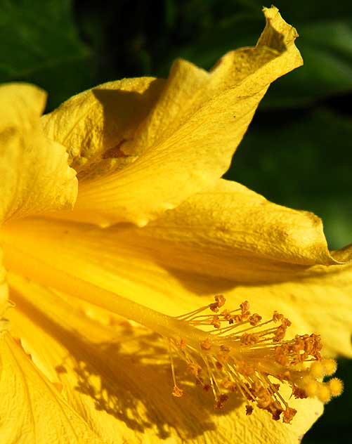 Yellow Hibiscus 