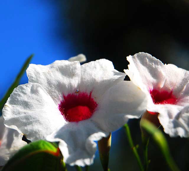 Red Center - Blue Sky