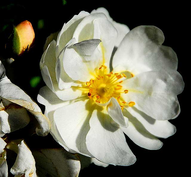 White Rose