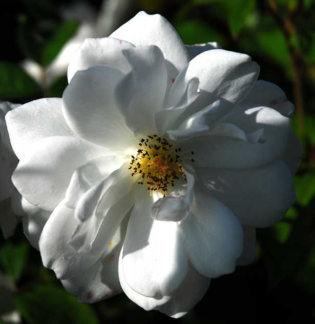 White Rose