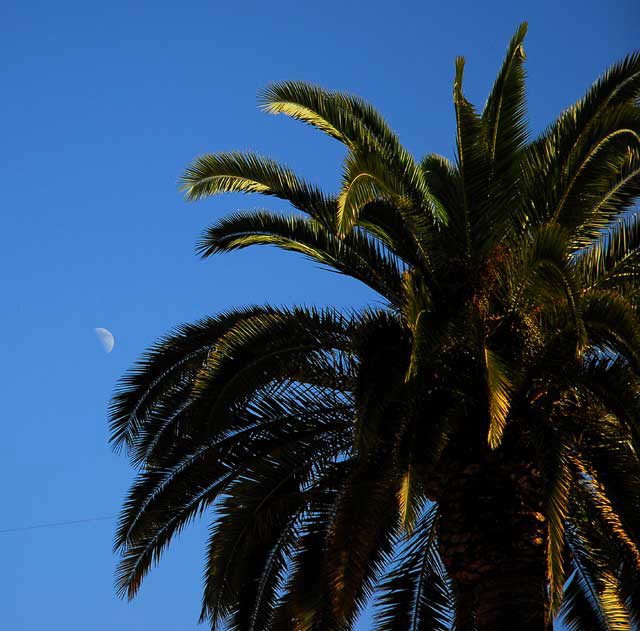 Moon and palm tree, southeast corner of Hollywood and Highland, Friday afternoon, December 5, 2008