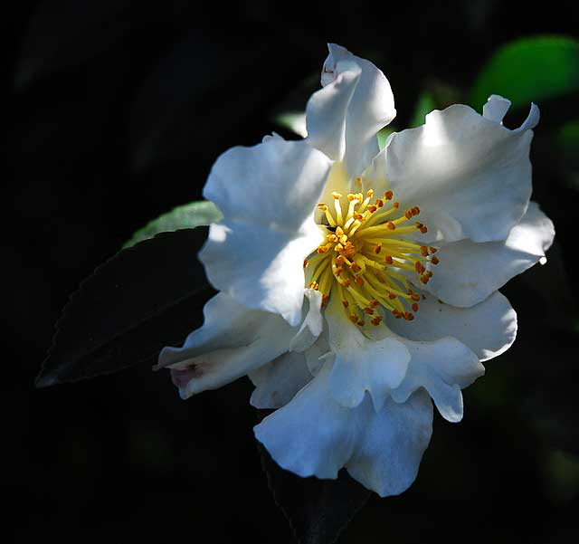 White Bloom