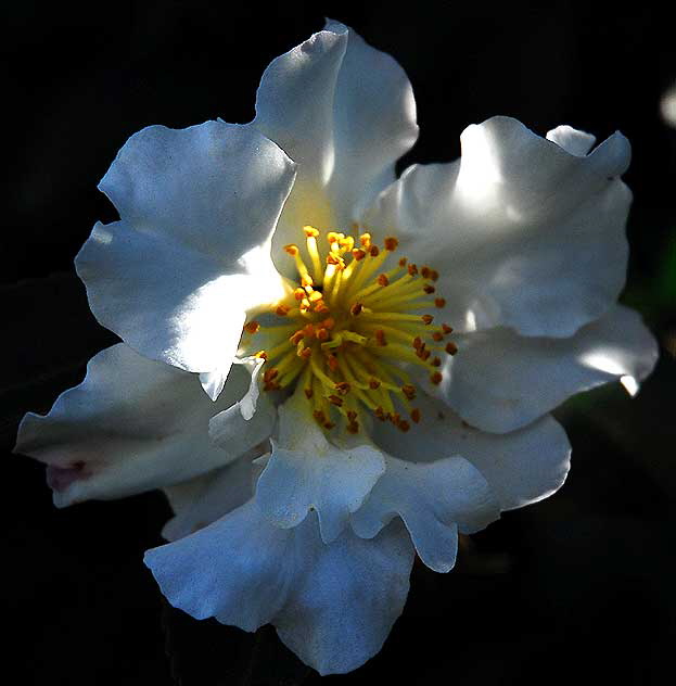 White Bloom