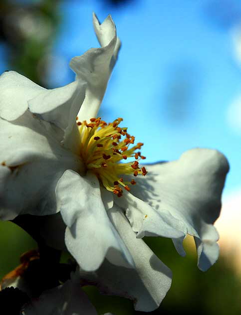 White Bloom