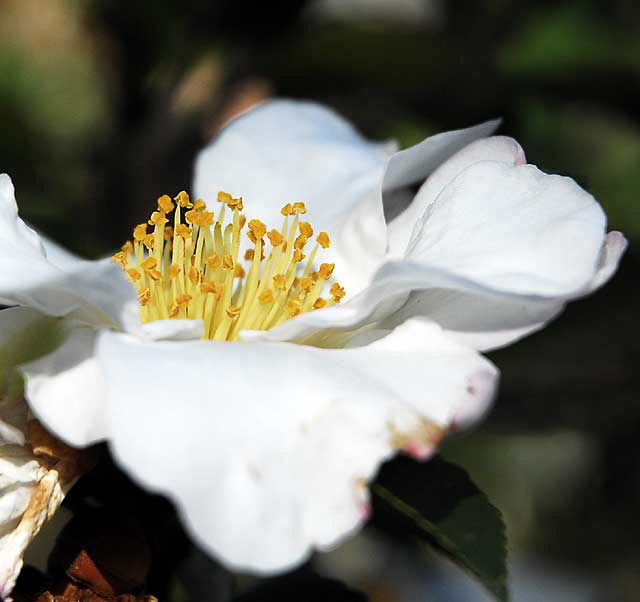 White Bloom