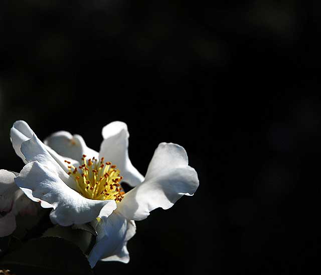 White Bloom