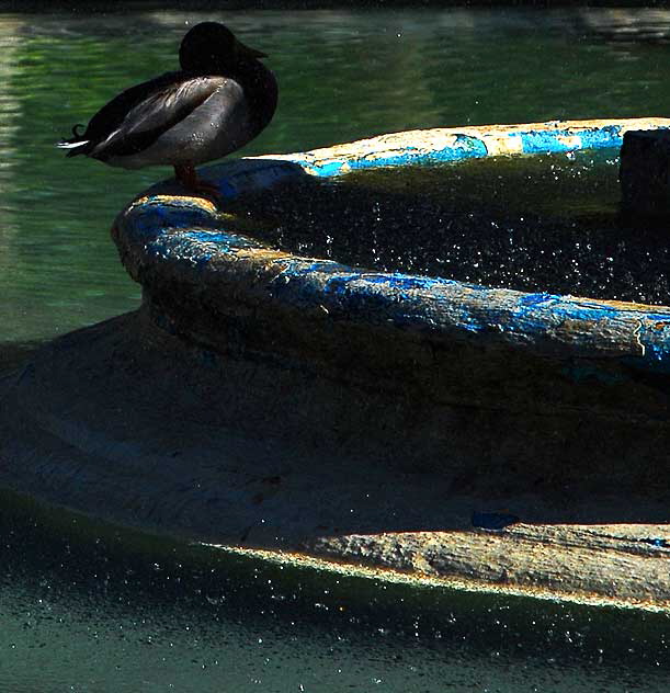 Duck in fountain - Will Rogers Memorial Park, Beverly Hills