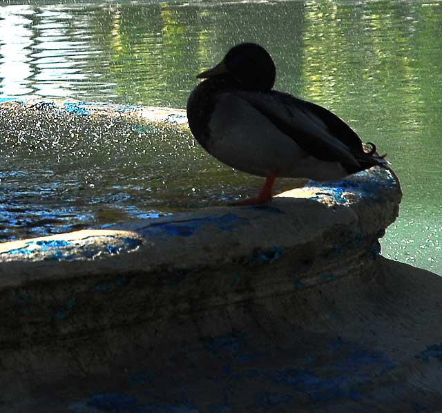 Duck in fountain - Will Rogers Memorial Park, Beverly Hills