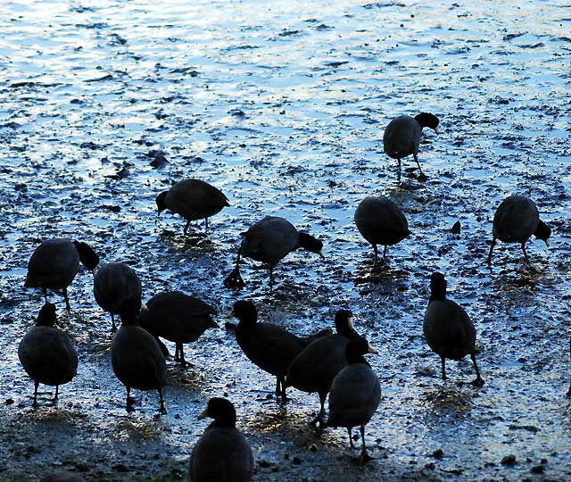 Blue Mud and Gulls