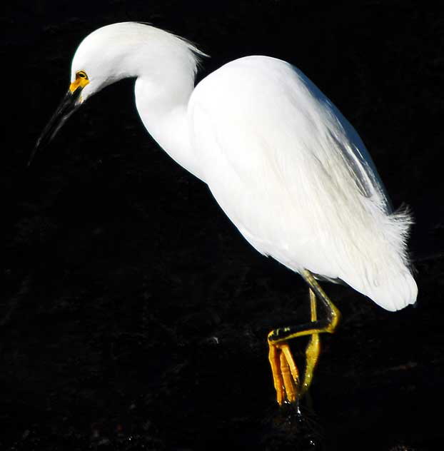 Egret  the lagoon at Playa Del Rey, early December