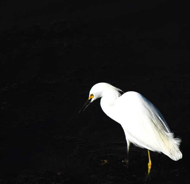 Egret  the lagoon at Playa Del Rey, early December