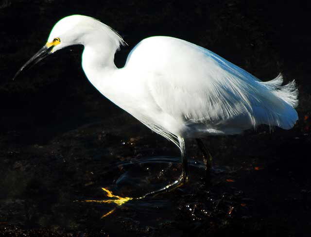 Egret  the lagoon at Playa Del Rey, early December