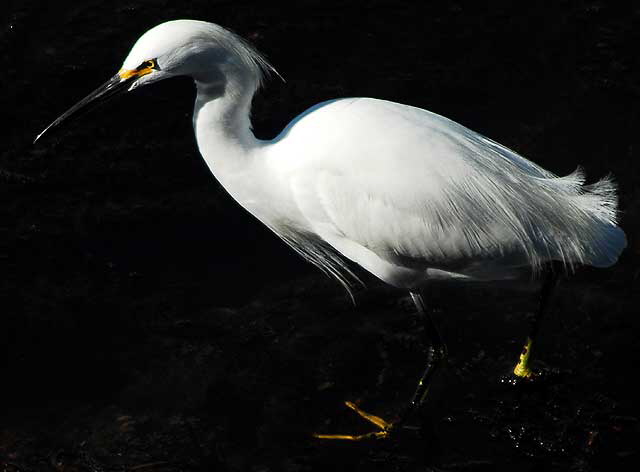 Egret  the lagoon at Playa Del Rey, early December