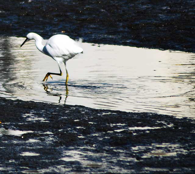 Egret  the lagoon at Playa Del Rey, early December