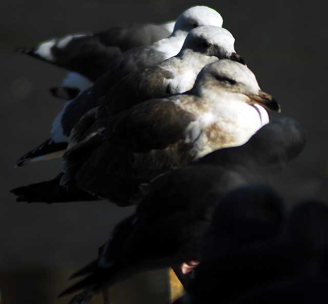 Gulls