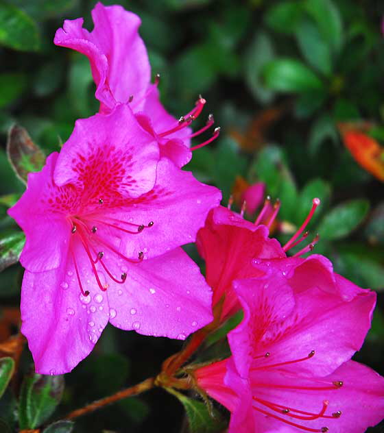 Azalea