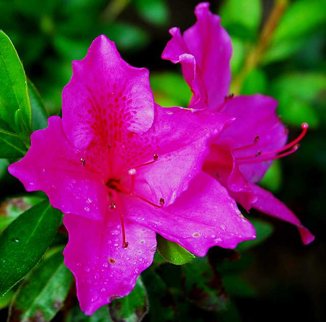 Azalea