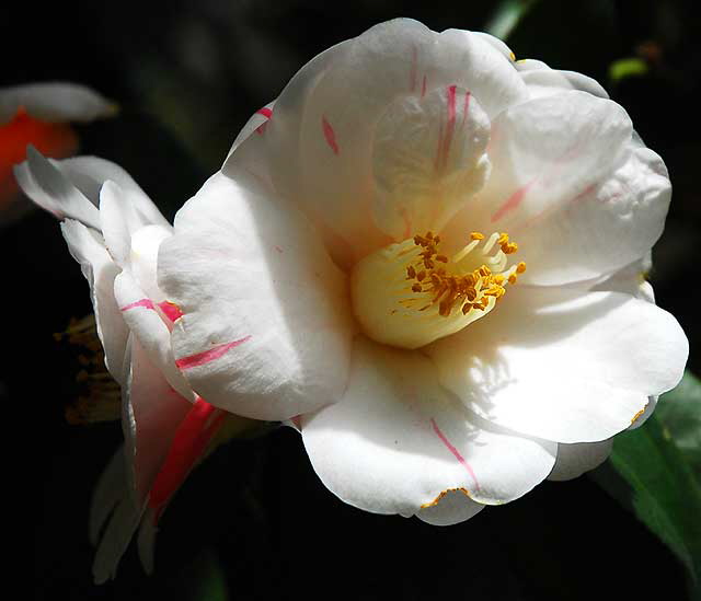 Tree Peony (Paeonia suffruticosa)