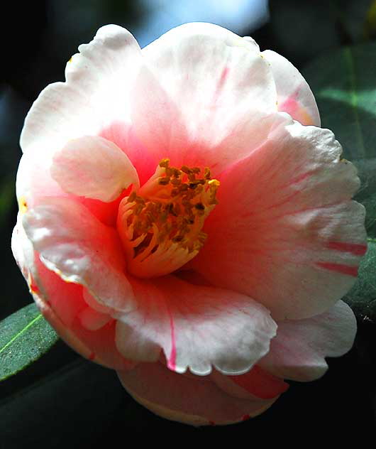 Tree Peony (Paeonia suffruticosa)