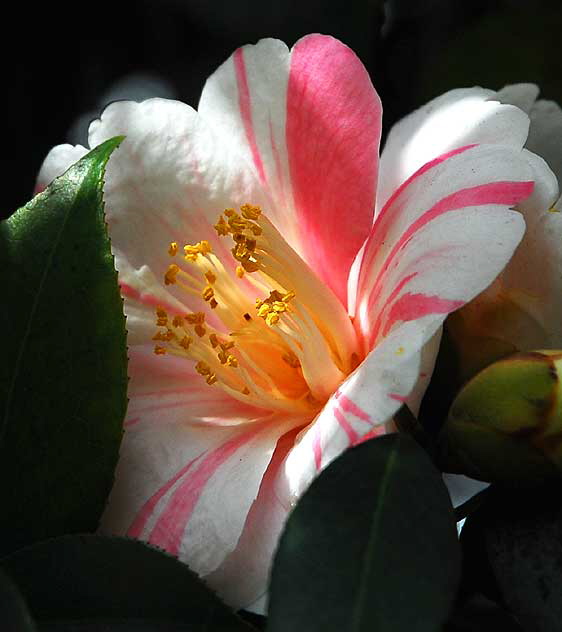 Tree Peony (Paeonia suffruticosa)